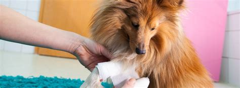 How Common Is Hemophilia In Dogs