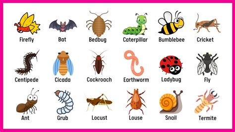 50 Insects Name For Kids To Improve Your Bugs Vocabulary English For