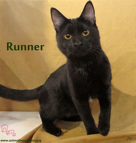 Locations shown for each reflect their location within the shelter. Adopt Runner on | Cat adoption, Cats, Pets