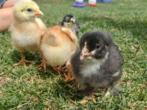 Bantam chicks breed identification | BackYard Chickens - Learn How to ...