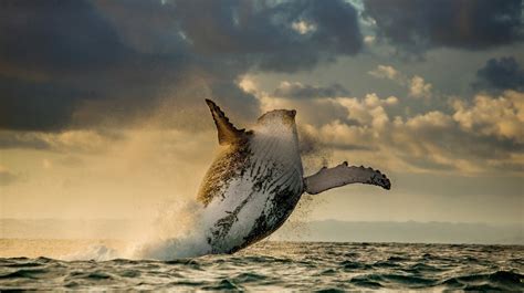 Download Breaching Jump Mammal Sea Whale Animal Humpback Whale Hd