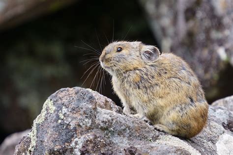 Crisis Canceled Pikas Adapting To Climate Change ‘remarkably Well