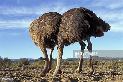 Ostrich Head In The Sand Photos And Premium High Res Pictures Getty