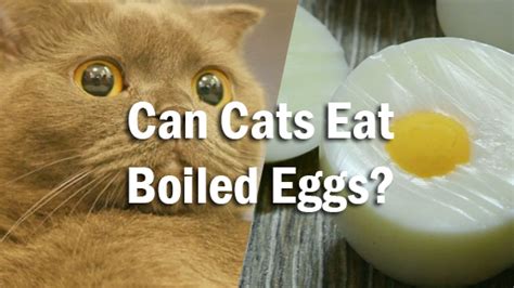 My cats will chase a bug down , they nip at it, until it dies. Can Cats Eat Boiled Eggs? | Pet Consider