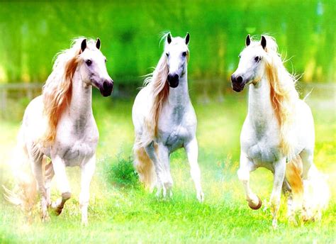 The Three Muskateers Andalusians Horses White Horses Stallions Hd