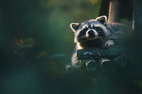 Raccoon Hd Wallpaper
