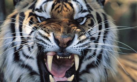 Tiger Snarling Close Up Panthera Tigris 6 12