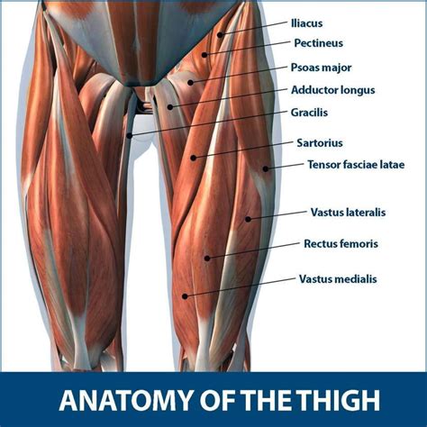 For the legs, superficial muscles are shown in the anterior view while the posterior view shows both superficial and deep muscles. 15+ Muscle On The Front Of The Thighmuscle group on the ...