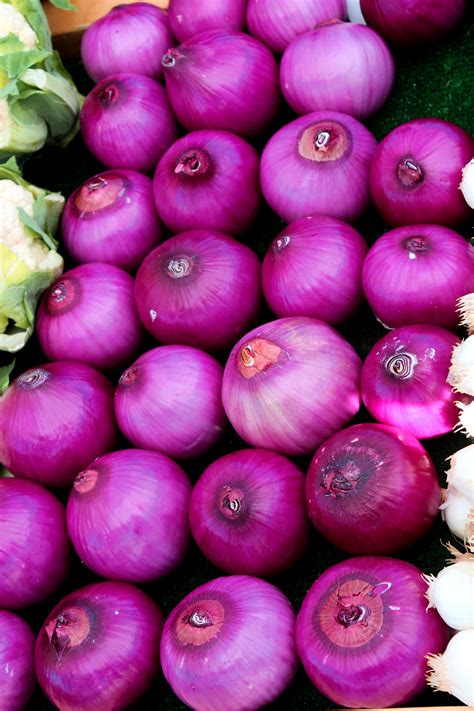 Beautiful Onions Onion Permaculture Beautiful