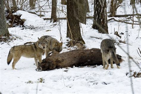 They are usually shy and cautious the most common type of wolf is the gray wolf, or timber wolf. Wolf population on a rise in Chernobyl's 'Wildlife ...