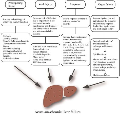Liver Disease Pathophysiology
