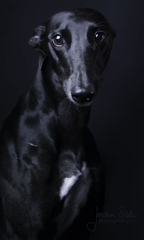 Pin By Jordin Steele On Greyhounds Grey Hound Dog Dog Expressions