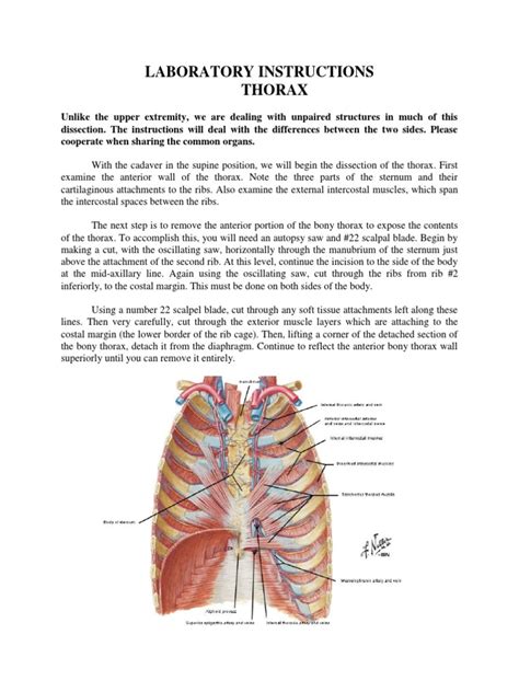 Laboratory Instructions Thorax Thorax Thorax Human Anatomy