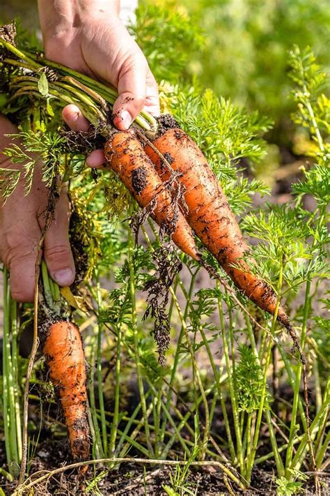 Tips For Growing Carrots Indoors Artofit