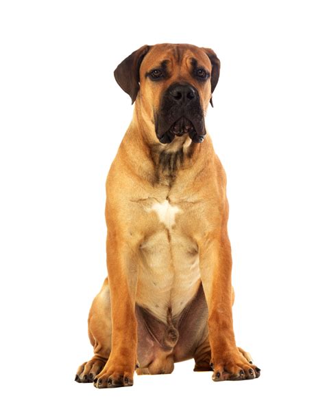 Dog Picture White Background Petswall