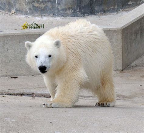 Toronto Zoos Baby Polar Bear Is All Grown Up Moving To Winnipeg