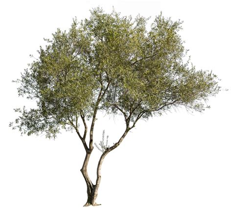 Olive Tree Png