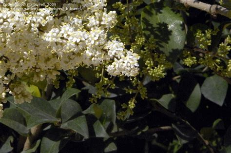 Plant Identification Closed Beautiful White Flowering Shrub 1 By Jb