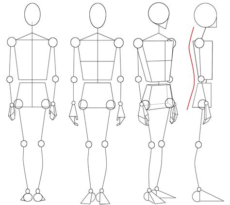 How To Draw Accurate Human Body Proportions 8 Steps Vrogue Co