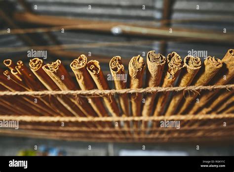 Drying Of The Cinnamon Sticks In Small Workshop In Sri Lanka Stock