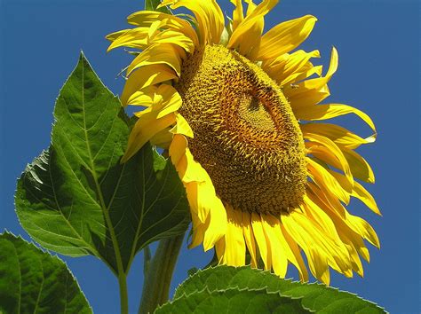 Mammoth Russian Sunflower 30 Seeds 7 Grams Ebay
