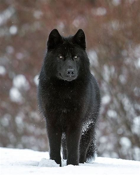 The Beauty Of Wildlife Wolf Dog Wolf Photography Wolf Spirit Animal