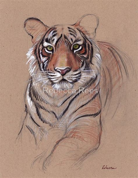 Tiger Art Drawing Tiger Sketch Tiger Painting Painting Drawing