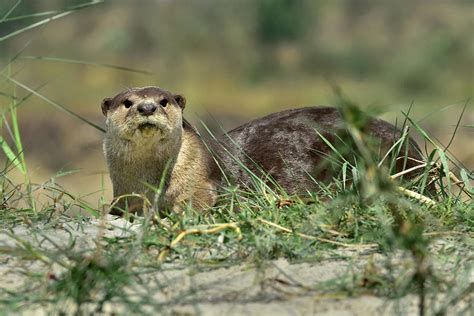 Smooth Coated Otter Photograph By Uttam Mullick Pixels