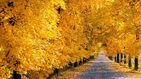 Autumn Yellow Leaves Road Tree Wallpaper Baltana