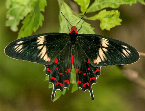 This is one of the largest and the most beautiful butterflies in the universe. Blok888: Top 10 Most Beautiful Butterflies in the world