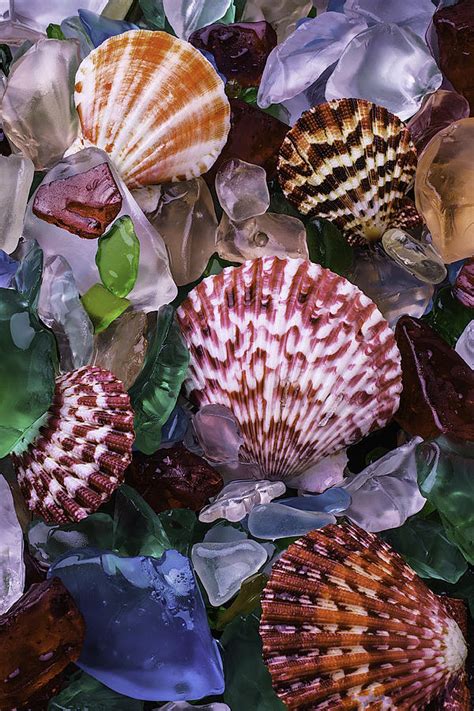 Sea Shells Among Sea Glass Photograph By Garry Gay Fine Art America