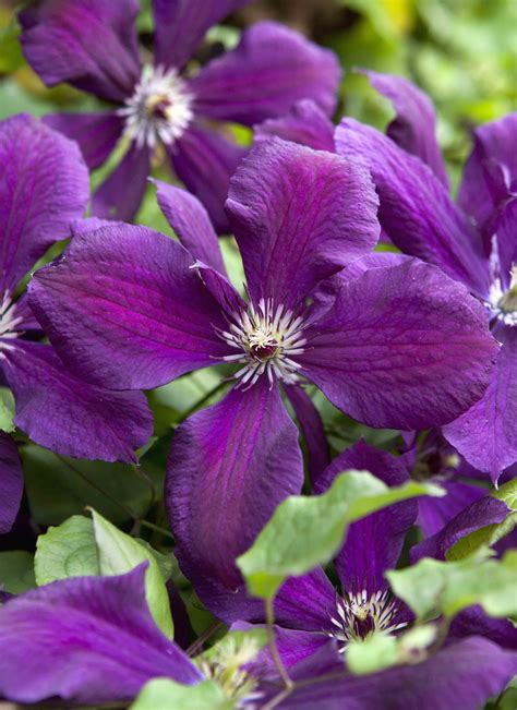 Clematis viticella 'avant garde' evipo033. Clematis (Viticella Group) 'Kiev' | Clematis, Clematis ...
