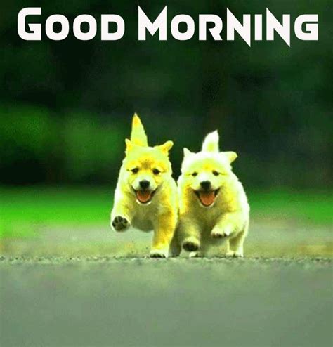 339 Cute Dog Good Morning Images Dog Puppy Good Morning Hd Pics