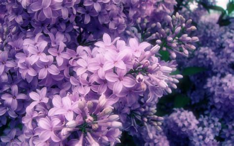 Flowers Nature Petals Spring Purple Flower Wallpapers Hd Desktop