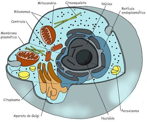 La Celula Y Sus Organelos Celulas Eucariotas Animal Celula Eucariota