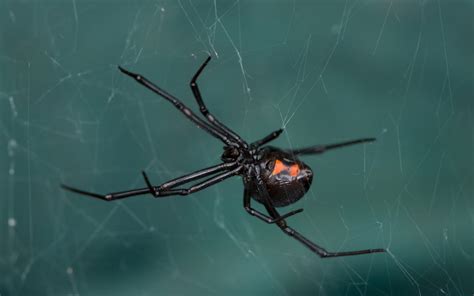 Black Widow Spiders In Tennessee Us Pest Protection