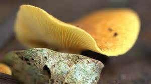 Fungi Gallery 14 Yellow Flat Mushroom