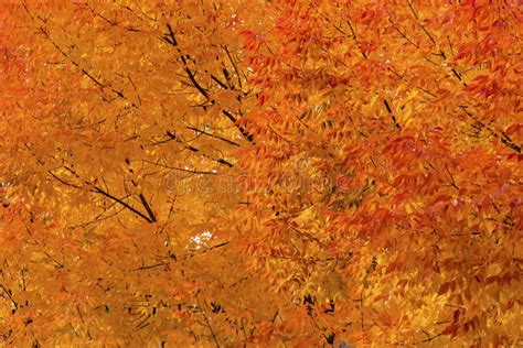 Orange Yellow Maple Leaves Fall Colors Leavenworth Washington Stock