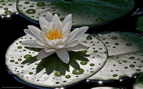 Water lily ii uh, in japan rainy season is not over yet, and order high quality vinyl wall decals, wall murals, sticker sets and wallpaper tile patterns for your. 46+ Water Lily Desktop Wallpaper on WallpaperSafari
