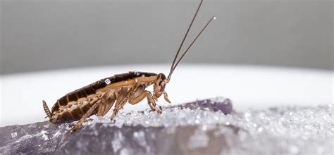 Check spelling or type a new query. Is there any cockroaches in the daytime at your home ...