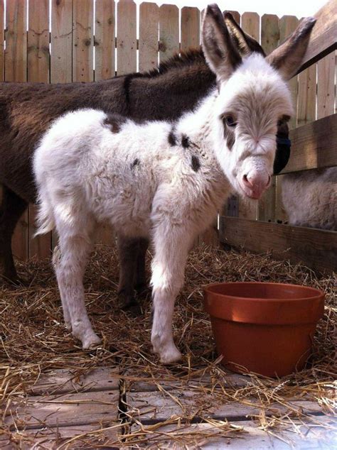 Cute Adorable Baby Donkeys Pics Pictures Images Photos Mojly 14 Mojly