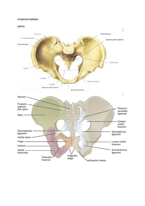 Anatomie Bekken Anatomy Anatomie Bekken Pelvis Interne Genitalia