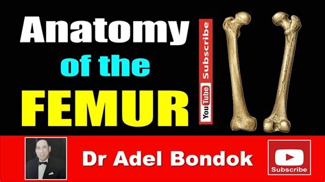 Anatomy Of The Femur Osteology Dr Adel Bondok Making Anatomy Simple