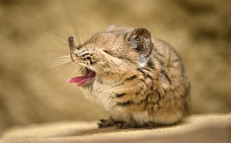 A Shrew One Of The Worlds Smallest Mammals Yawing Raww