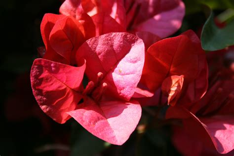 Fotos Gratis Ligero Pétalo Rosa Primavera Rojo Rosado Flora