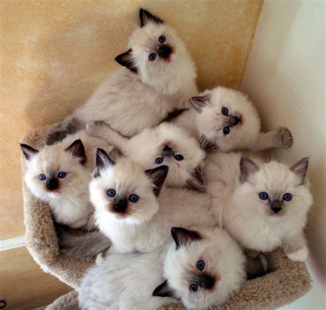 Cat Furry Fluffy Cat Breeds Kittens Cutest