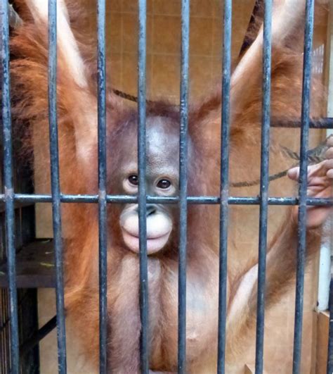 Menelusuri Jalur Perdagangan Ilegal Orangutan Bbc News Indonesia