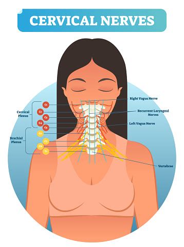 Cervical Nerves Medical Anatomy Diagram Vector Illustration Human