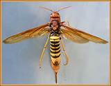 Long Stinger Wasp