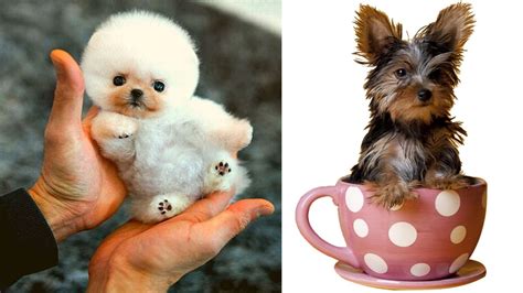 Top 10 Cutest Small Dog Breeds Cutest Small Dogs Youtube
